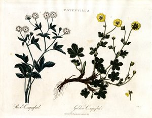 Cinquefoil Türleri by John Pass