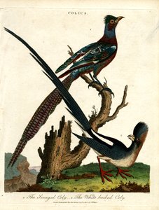 Colius Türleri (Fare Kuşları) by John Pass