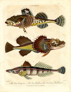 Cottus - İskorpitler ve Deniz Akrepleri by John Pass