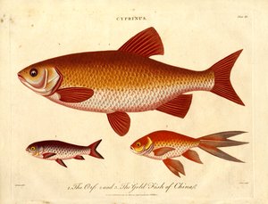 Cyprinus: Çin