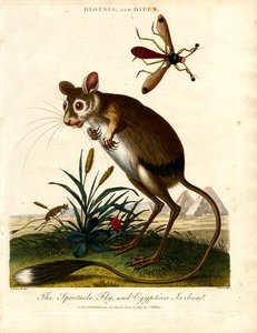 Diopsis ve Dipus (Sap Gözlü Sinek ve Mısır Jerboa
