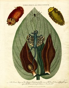 Doris; Draco; ve Dracontium by John Pass