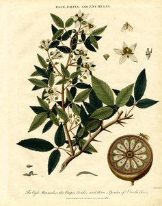 Egle; Empis ve Enchelis by John Pass
