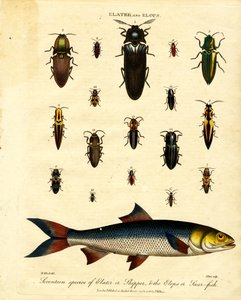 Elater ve Elops: On yedi tür Elater veya Skipper;  Elops veya Saur-fish by John Pass
