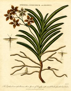 Epidendrum; Ephemera; ve Erodius