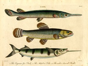 Esox: Turna ve Kılıç Balığı Türleri by John Pass