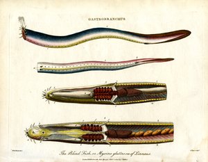 Gastrobranchus - Kör Balık veya Hagfish by John Pass
