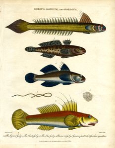 Gobius; Gonium ve Gordius: Gobiler ve Kıl Kurdu by John Pass