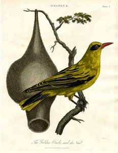 Altın Oriole ve Yuvası by John Pass