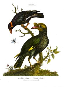 Gracula: Minor Grakle ve Crested Grakle