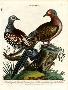 Gine Güvercinleri ve Kumru (Columba) by John Pass