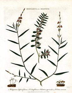 Hedysarum ve Helotium by John Pass