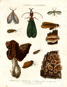 Helvella ve Hemerobius by John Pass