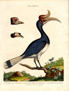 Fatura Detayları ile Hornbill Türleri by John Pass