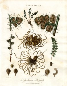 Hyperborean Polypody - Polypodium Cinsi Eğrelti Otları by John Pass