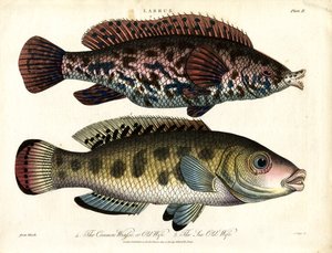 Labrus: Ortak Wrasse ve Deniz Wrasse by John Pass