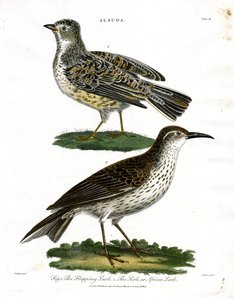 Lark Türleri - Skylark ve Afrika Lark