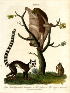 Lemurlar - Üç Prosimian Türü by John Pass