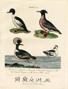 Merganser (Mergus) by John Pass
