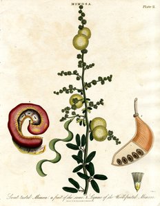Mimosa - Tatlı Tadında Mimoza by John Pass