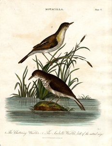 Motacilla: Geveze Ötleğen ve Isabella Ötleğeni