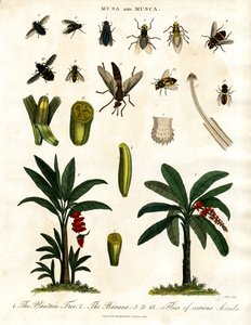 Musa ve Musca - Muz Bitkileri ve Çeşitli Sinek Türleri by John Pass