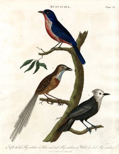 Muscicapa - Sinekkapan Türleri by John Pass
