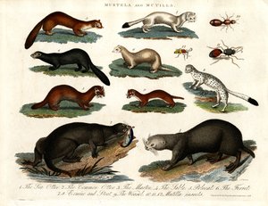 Mustela ve Mutilla: Çeşitli Mustelid ve Mutilla Böceklerinin İllüstrasyonu by John Pass