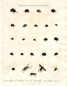 Notoclea; Notonecta; ve Notoxus böcekleri by John Pass