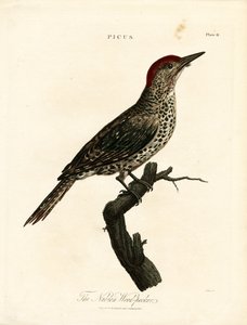 Nübye Ağaçkakanı (Picus) by John Pass