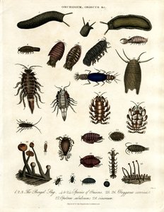 Onchidium; Oniscus ve diğer eklembacaklılar by John Pass