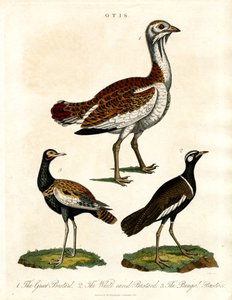Otis: Çeşitli Bustard Türlerinin Tasviri by John Pass