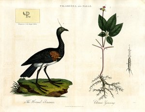 Palamedea ve Panax - Boynuzlu Çığırtkan ve Çin Ginsengi by John Pass