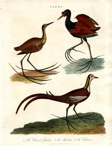 Parra Türleri (Jacanas) by John Pass
