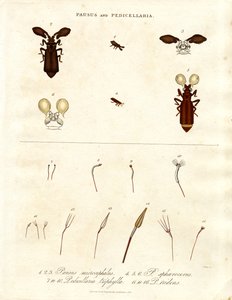 Pausus ve Pedicellaria - Böcek Türleri by John Pass