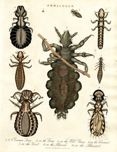 Pediculus - Çeşitli Bit Türleri by John Pass