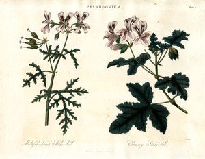Pelargonium Türleri: Çok Yapraklı Leylek Gagası ve Nemli Leylek Gagası by John Pass