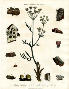 Peucedanum ve Peziza by John Pass