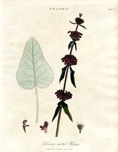Phlomis: Yumru köklü Kudüs Adaçayı by John Pass