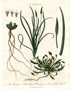 Plantago Türleri by John Pass