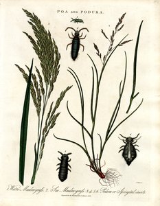Poa ve Podura by John Pass