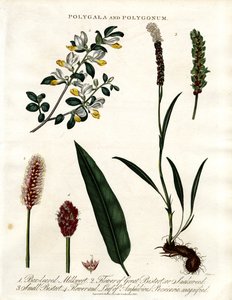 Polygala ve Polygonum by John Pass
