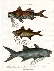 Polynemus türleri (Threadfins)
