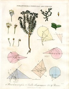 Poranthera; Porella ve Porizmalar by John Pass