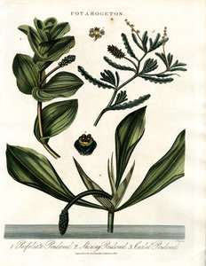 Potamogeton (Göl Otu Türleri)