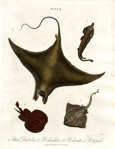 Raia türleri (Vatozlar) by John Pass