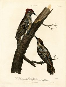 Kırmızı Tepeli Ağaçkakan (Erkek ve Dişi) by John Pass