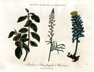 Reseda; Rhamnus ve Rhodiola by John Pass