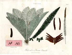 Kraliyet Eğrelti Otu (Osmunda) by John Pass