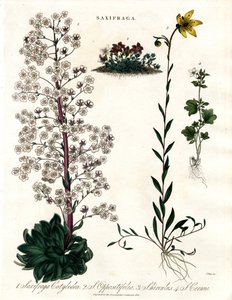 Saxifraga Türleri by John Pass